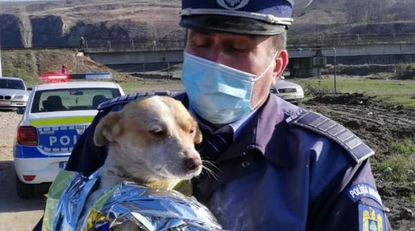 Cățel, incendiat de doi adolescenți români. Marcel Vela: „Dosar penal pentru schingiuire” (VIDEO)