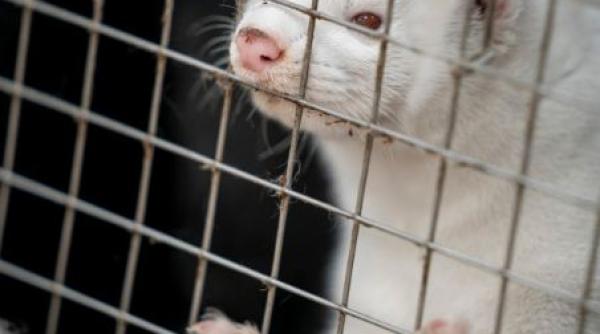 Scene terifiante în Danemarca. Nurcile ucise la inițiativa Guvernului au început să iasă din gropile comune