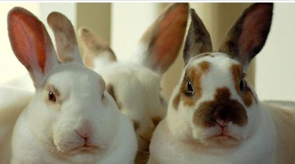 Italia. Doi români, prinși cu 6 iepuri furați în mașină