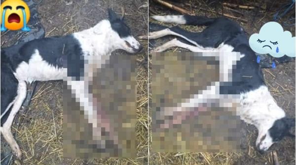 Un nou caz de cruzime împotriva animalelor. Câine, găsit împușcat lângă o casă: „Am făcut tot posibilul, dar din păcate a murit”