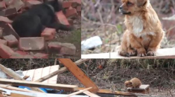 Câinii își așteaptă stăpânii lângă casele prăbușite după cutremurele devastatoare din Croația