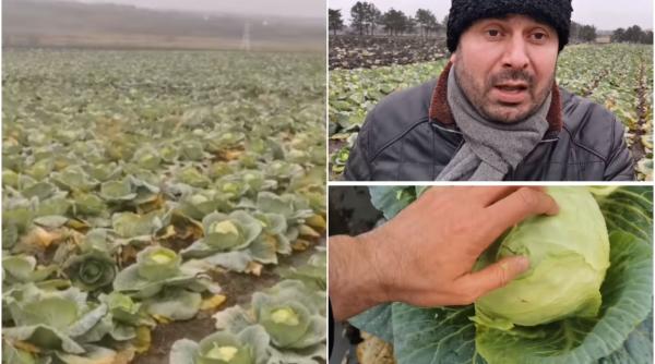 Fermierii, REVOLTAȚI. Au rămas cu varza înghețată pe câmp: "Nu au avut loc pe rafturile magazinelor"