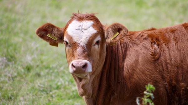 Finanţare europeană pentru crescătorii de animale. Cum vor primi banii