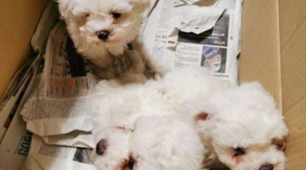 Italia. Un român a găsit o cale ușoară de a face bani. Prins cu patru cățeluși, în mașină. Ar fi câștgat 4000 de euro