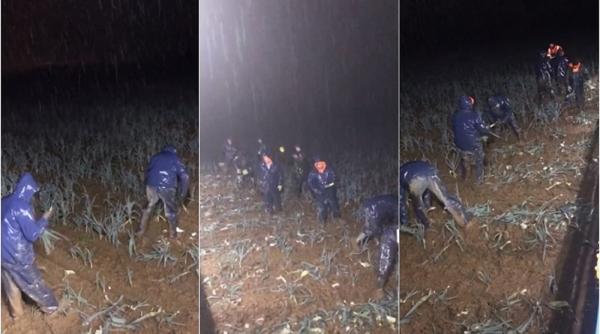 Marea Britanie. Imagini virale cu români la cules de praz pe o ploaie torențială (VIDEO)