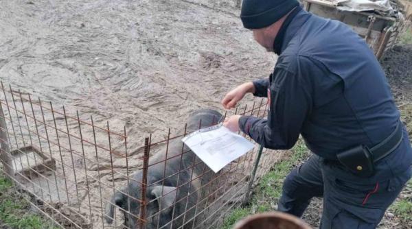 Italia. Român, AMENDAT cu 40.000 de euro pentru că a crescut porci ILEGAL. Poliția i-a confiscat și animalele