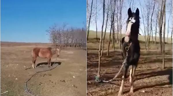 Imagini șocante! 40 de cai legaţi, care par maltrataţi şi slab hrăniţi, filmaţi pe marginea lacului Zarguzon din Techirghiol (VIDEO)