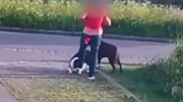 Austria. O româncă și-a agresat câinele cu brutalitate. Condamnată de judecători (VIDEO)