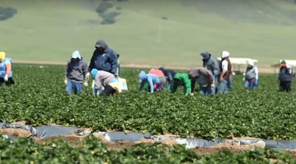 Lucrătorii sezonieri din România şi Bulgaria vor plăti mai mult decât restul europenilor pentru vizele de muncă în UK