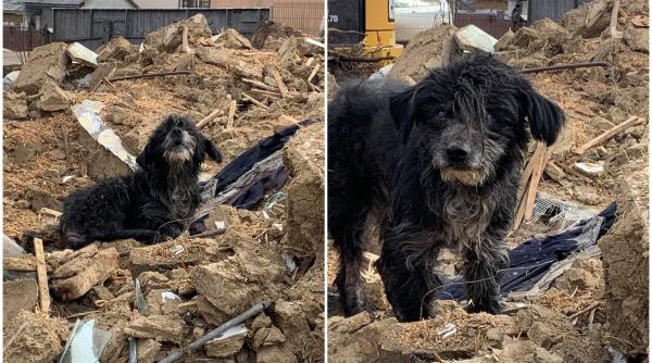 Suceava. Un câine a continuat să păzească casa, deși stâpânii au murit acum trei ani. Nici după ce a fost demolată nu a vrut să plece
