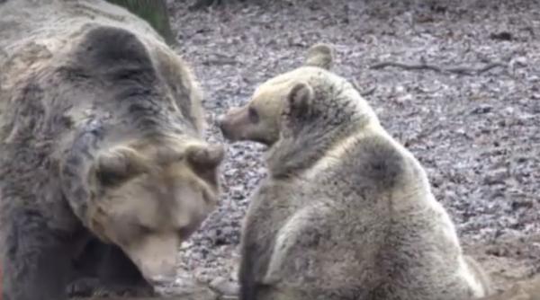 Cum vestesc urșii de la grădina zoologică din Târgu Mureş sosirea primăverii