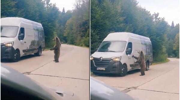 VIDEO - Un urs ridicat în două picioare cere de mâncare la geamul mașinilor. Imagini virale în România