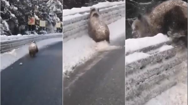 VIDEO - Urs speriat, fugărit cu mașina la Târgu Secuiesc. Imagini REVOLTĂTOARE