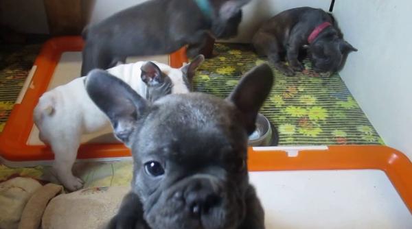 Italia. Un român și complicele său italian, cercetați pentru trafic de animale. Transportau patru pui de bulldog francez, fără acte