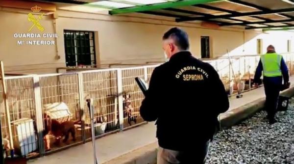 Spania. O româncă și partenerul ei au maltratat zeci de căței. Le-au tăiat corzile vocale și îi țineau în condiții groaznice