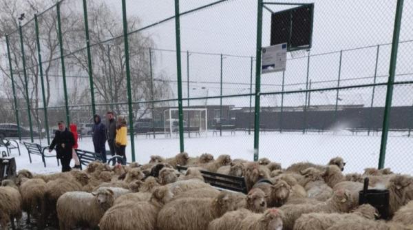 Un TIR încărcat cu oi a intrat în gardul școlii din Sâncel