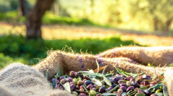 Spania.  Români, cercetați pentru furt de măsline. Au fost prinși cu sacii plini în mașină