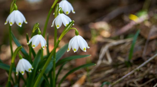 Mesaje 1 martie. Cele mai frumoase urări și felicitări de primăvară 