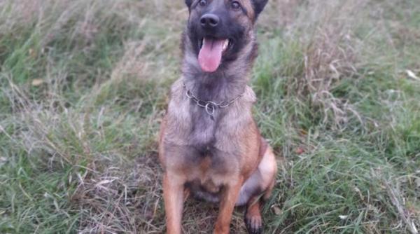 Colet cu substanțe psihotrope, depistat într-un microbuz care se deplasa în Marea Britanie. Alerta, dată de câinele de serviciu