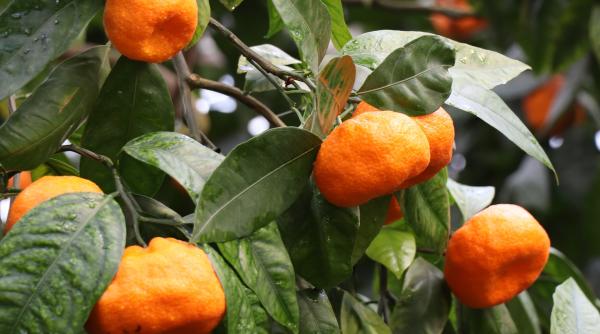 Proiect inedit în Italia. O asociație vinde marmeladă pentru a sprijini victimele abuzurilor domestice