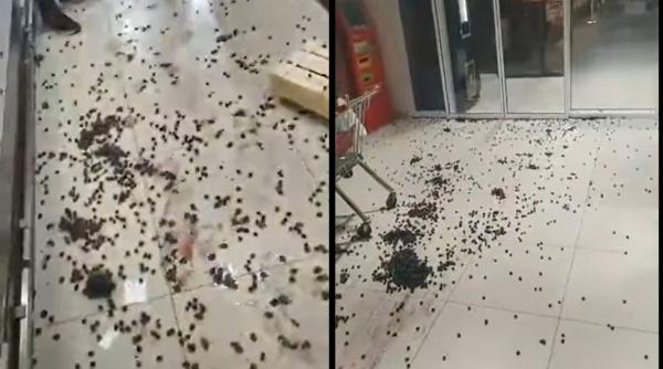 PROTEST la un magazin alimentar. Lăzi cu struguri aruncate: "Sprijiniţi producătorii autohtoni" - VIDEO