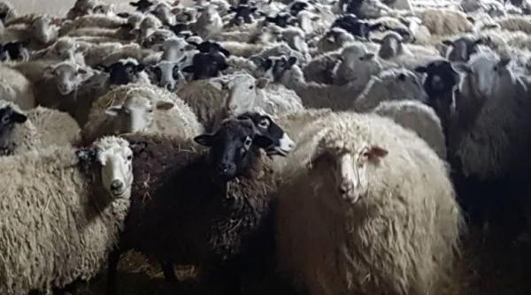 Un fermier român și-a făcut dreptate. A ucis 11 oi şi a rănit alte patru, cu tractorul 