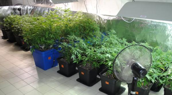 Plantație imensă de cannabis, în Franța, „comandată“ de români: „Am fost obligat de mafia românească din Elveția. Aveam datorii la ei”