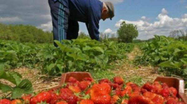 EURES România. 900 locuri de muncă la cules de fructe în Spania pentru sezonierii români