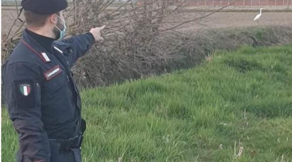 Italia. Un tânăr român, care capturase un stârc alb, prins de carabinieri. Ar putea ajunge la închisoare 