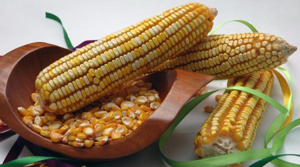 România, al doilea "grânar" al Uniunii Europene. Cine e pe primul loc la producţia de porumb boabe