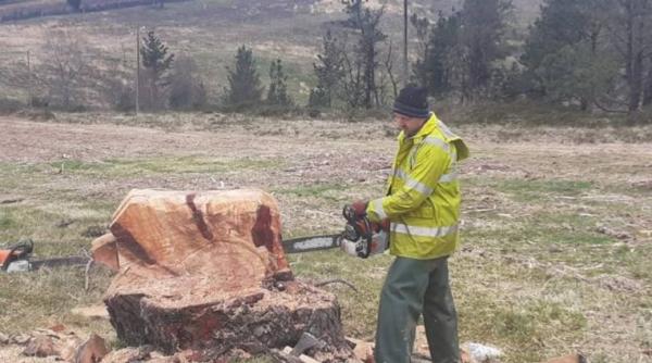 Un român i-a cucerit pe spanioli cu talentul său. Florin a transformat o buturugă într-un mistreț furios 