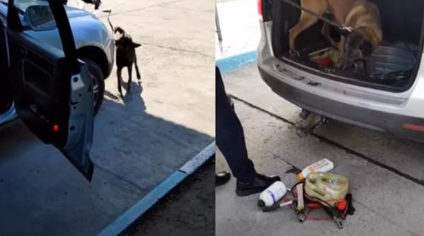 Momentul în care un câine polițist de frontieră a descoperit mii de țigări ascunse într-o mașină - Video