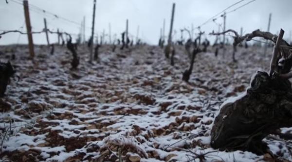 Franța. Înghețul a compromis recolta de struguri, caise și mere. Fermierii cer ajutor de la stat