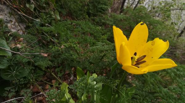 România frumoasă: O floare unică în lume a înflorit la Cazanele Dunării - FOTO