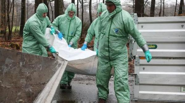 Focar de pesta porcină, confirmat oficial la ferma Smithfield. Peste 20 de mii de suine vor fi sacrificate