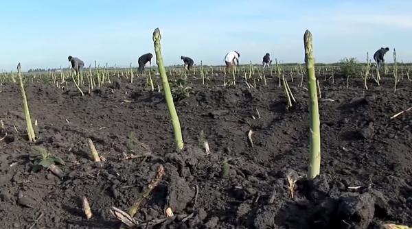 Germania. Ce legătură are sparanghelul cu sărăcia românilor: „Sunt obișnuiți cu aceste condiții precare de muncă”