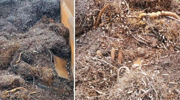 Ansamblu rutier, condus de un șofer bulgar, oprit în vama Giurgiu. Era încărcat cu tone de deșeuri metalice 