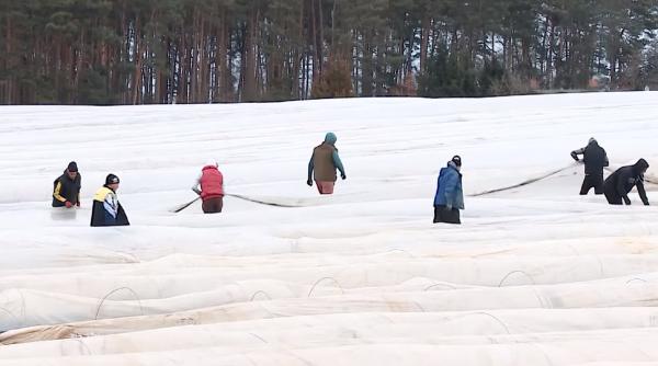 Ministerul Muncii: Guvernul a stabilit obligaţii suplimentare pentru agenţiile de intermediere a lucrătorilor români în străinătate