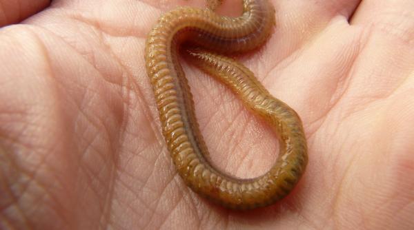 Viermii de făină galbeni uscați, aprobați ca aliment în UE