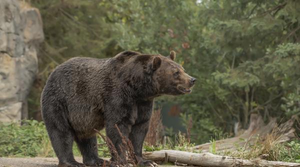 Ministrul Mediului, intervenție în scandalul momentului: Trofeul ursului Arthur este în țară