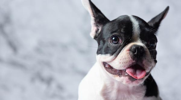 Mai mulți italieni au cumpărat „câini de rasă pură” de la un român. Ce au primit în schimb