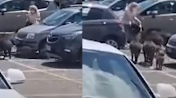 Italia. Femeie, atacată de o turmă de mistreți, în parcarea unui supermarket