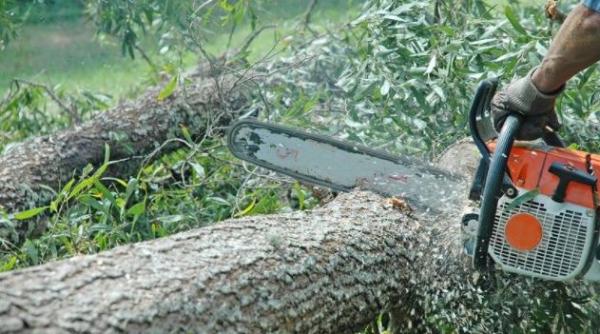 Muncitor strivit de un copac, într-o exploatare forestieră din Prahova. Bărbatul a murit pe loc