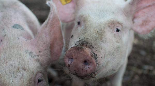 Noi focare de PESTĂ porcină în România. Sunt peste 300 în prezent