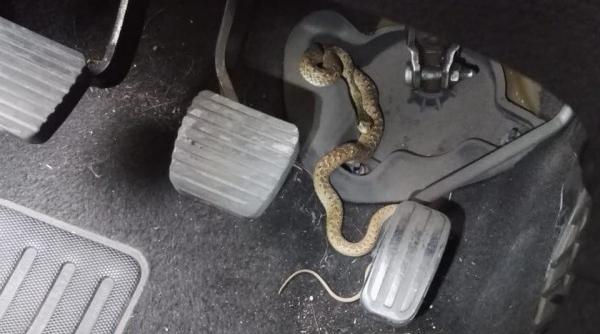 Român, mușcat de un șarpe veninos. Bărbatul din Iași, preluat de un elicopter SMURD