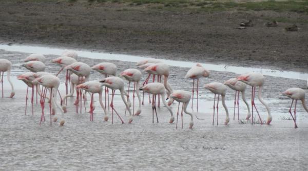 Imagini rare: Peste 100 de păsări flamingo au fost văzute în Delta Dunării