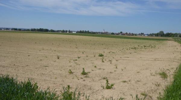Germania. Cadavrul unui român, găsit pe un câmp din Bavaria. Poliția, APEL la cetățeni