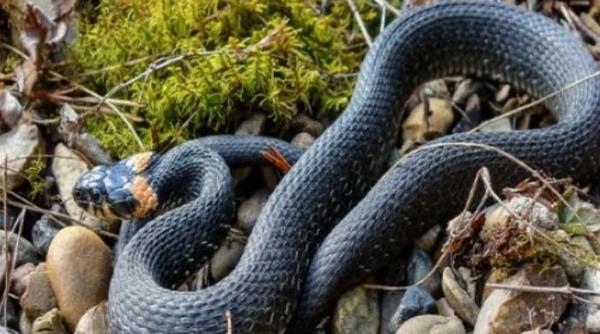 Un șarpe de 150 de centimetri, descoperit într-o casă din Craiova