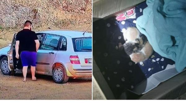 Român, amendat pentru că a abandonat patru pui de pisică pe un câmp