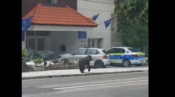 Imagini INCREDIBILE cu un urs care se plimbă prin fața Poliţiei din Băile Tuşnad: "A venit să depună reclamaţie" - VIDEO